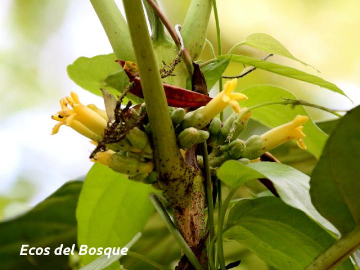 Pentagonia donnell-smithii