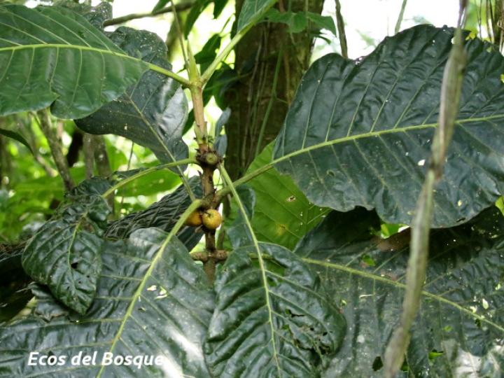 Pentagonia donnell-smithii