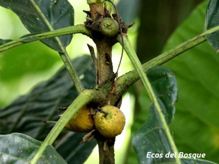 Pentagonia donnell-smithii