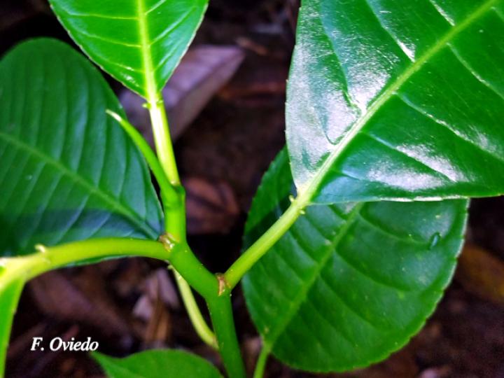 Sapium sp. plántula