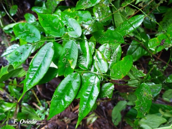 Securidaca diversifolia (Bejuco mariposa, Carro caliente)