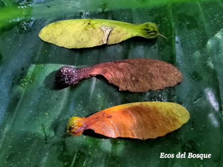 Securidaca diversifolia (Bejuco mariposa, Carro caliente)