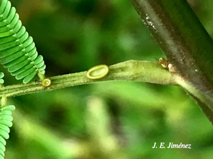 Senegalia multipinnata