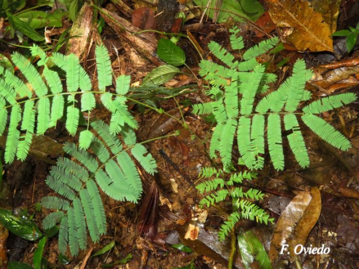 Senegalia multipinnata