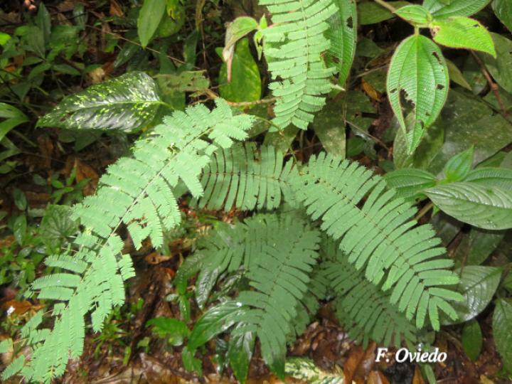 Senegalia multipinnata