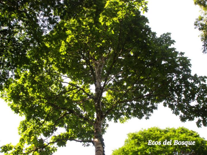 Sterculia recordiana