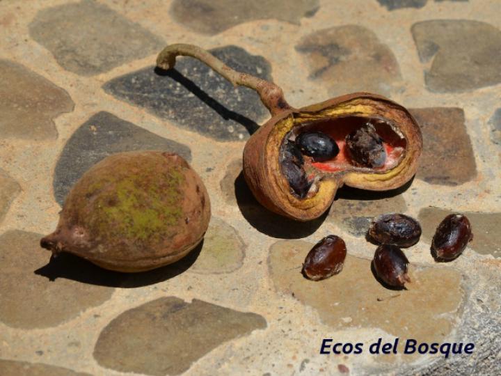 Sterculia recordiana