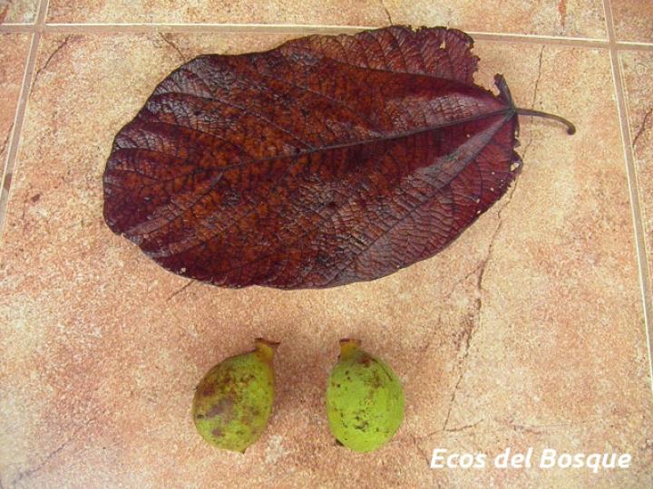 Sterculia recordiana