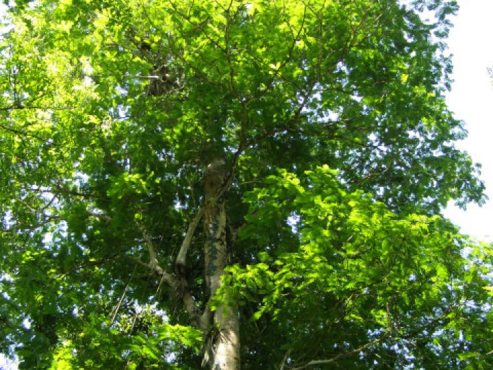 Sterculia recordiana