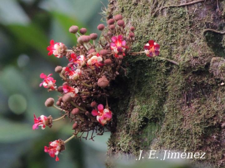 Theobroma simiarum (Teta negra, Cacao de mico)