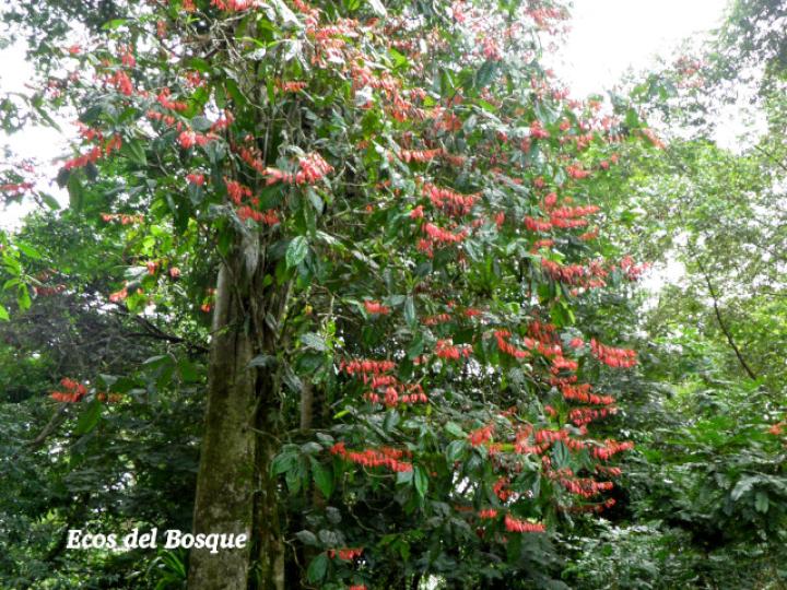 Warscewiczia coccinea (Pastora de montaña)