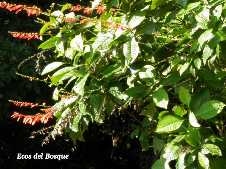 Warscewiczia coccinea (Pastora de montaña)