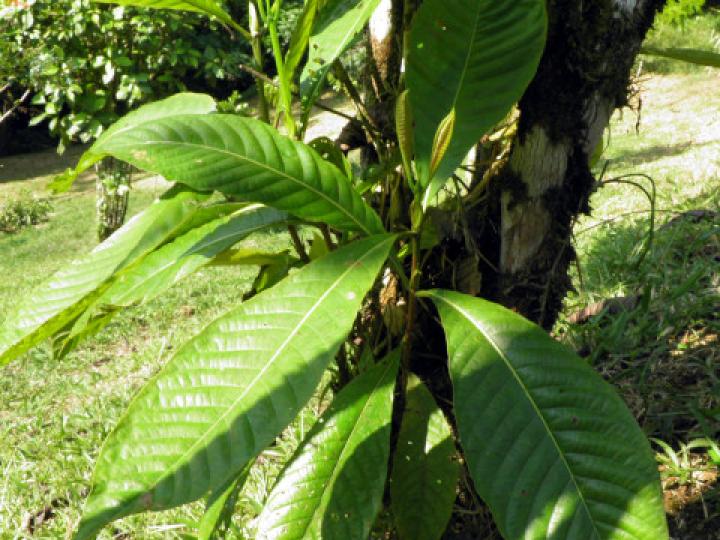 Warscewiczia coccinea (Pastora de montaña)