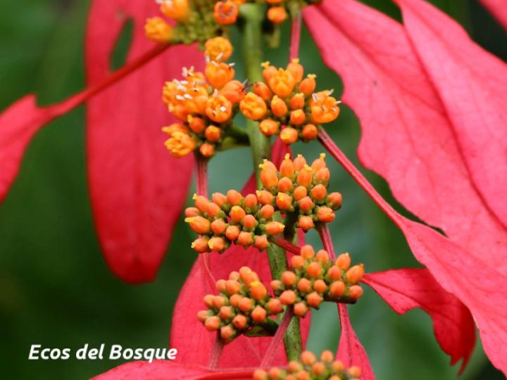 Warscewiczia coccinea (Pastora de montaña)