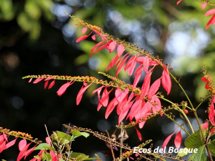 Warscewiczia coccinea (Pastora de montaña)
