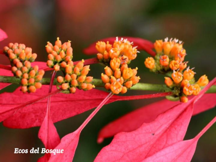 Warscewiczia coccinea (Pastora de montaña)