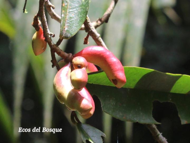 Xylopia sericophylla (Malagueto, Gabul)