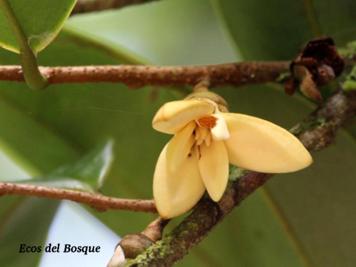 Xylopia sericophylla (Malagueto, Gabul)