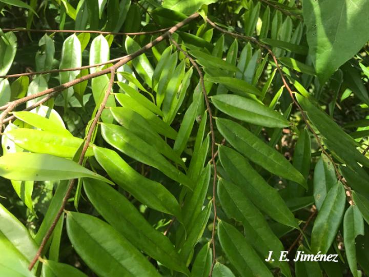 Xylopia sericophylla (Malagueto, Gabul)