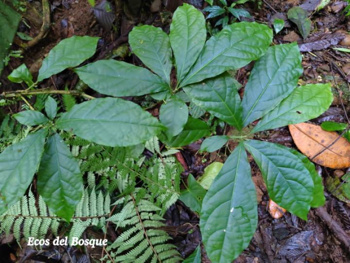 Aegiphila costaricensis