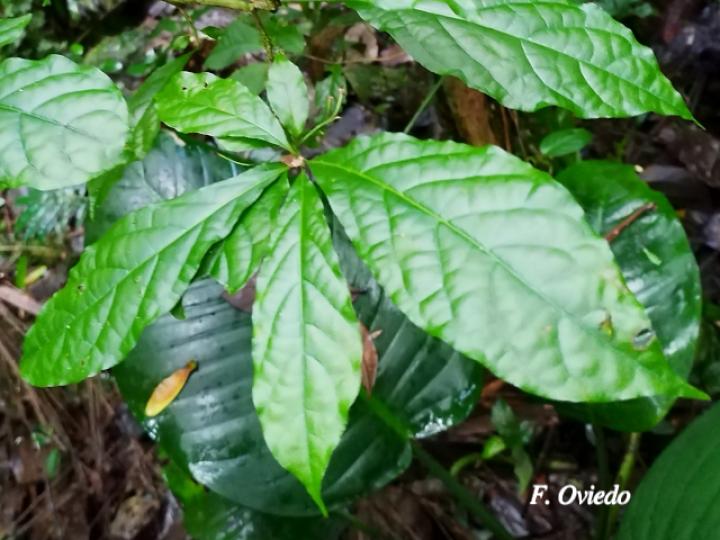 Aegiphila costaricensis