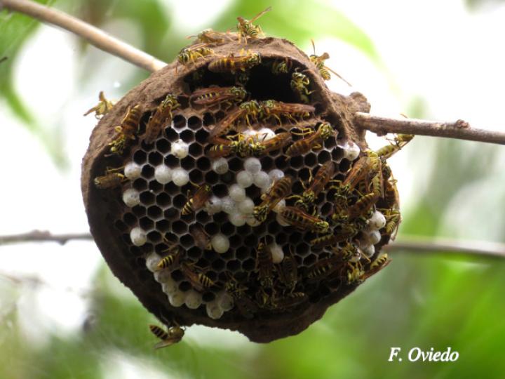 Agelaia cajennensis (Avispa de cavidades de cayena)