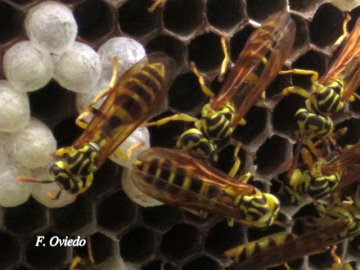 Agelaia cajennensis (Avispa de cavidades de cayena)