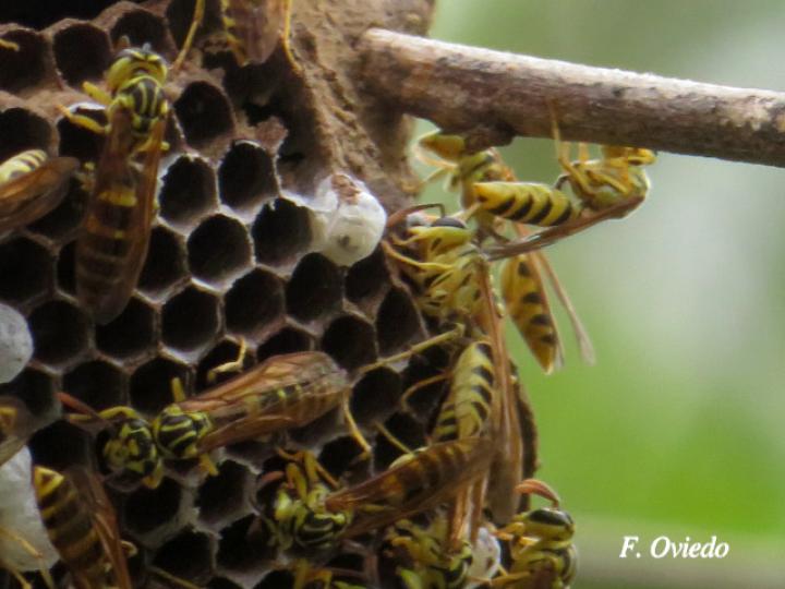 Agelaia cajennensis (Avispa de cavidades de cayena)