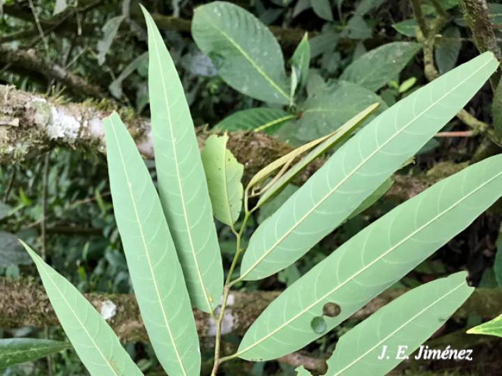 Annona papilionella (Anonillo, Majagua)