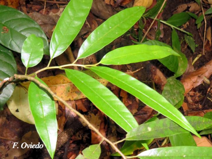 Annona papilionella (Anonillo, Majagua)