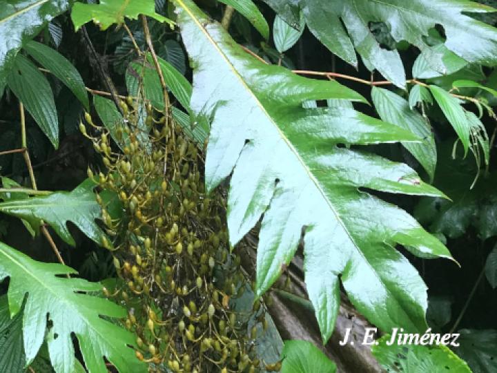 Bocconia frutescens