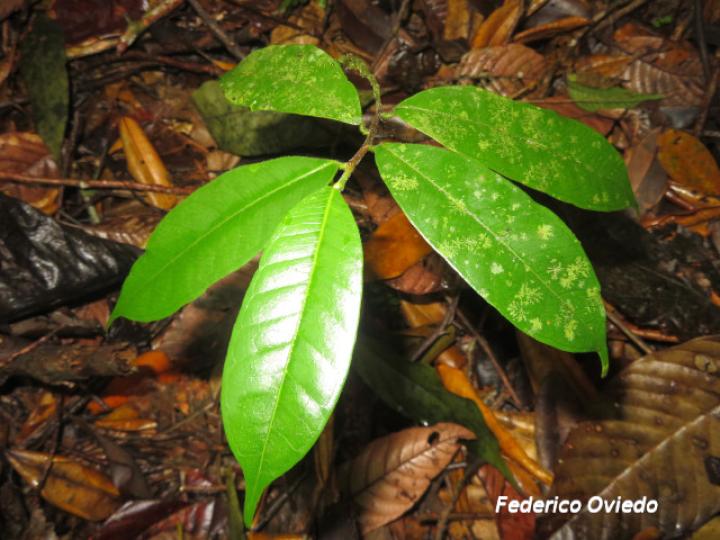 Brosimum guianense (Azulillo, Granadillo)