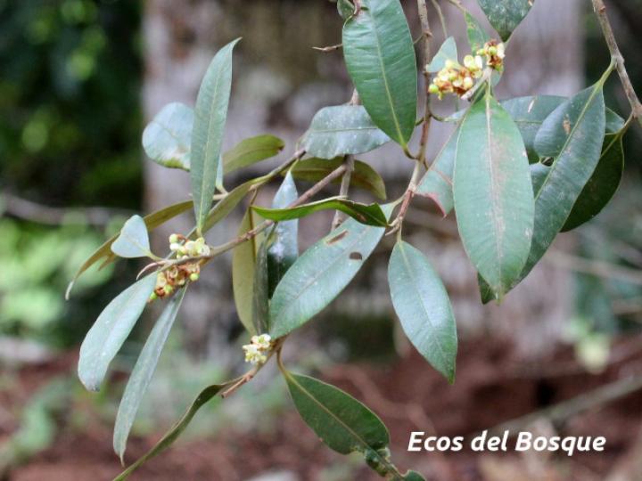 Calophyllum brasiliense (Cedro maría)