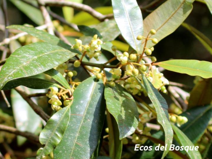 Calophyllum brasiliense (Cedro maría)