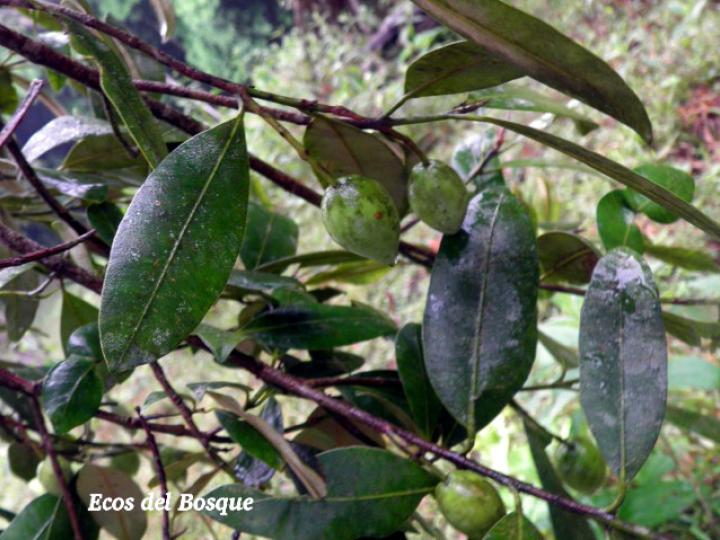 Calophyllum brasiliense (Cedro maría)