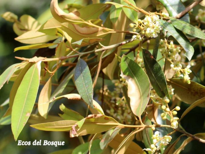 Calophyllum brasiliense (Cedro maría)