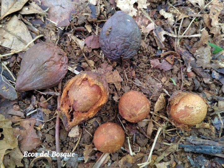 Calophyllum brasiliense (Cedro maría)
