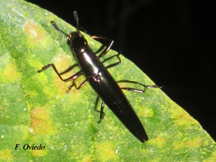 Camptocarpus longicollis