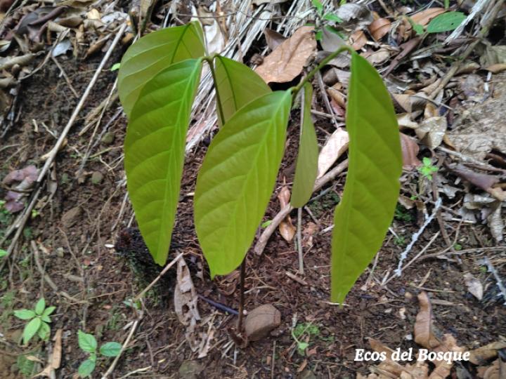 Carapa guianensis (Caobilla)