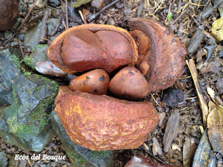 Carapa guianensis (Caobilla)