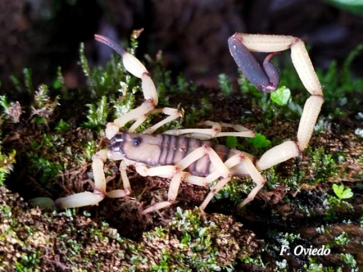 Centruroides limbatus (Alacrán Centroamericano)