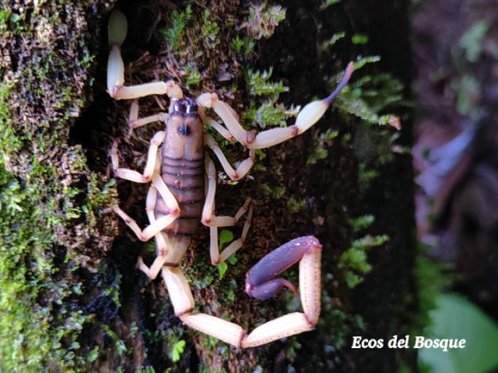 Centruroides limbatus (Alacrán Centroamericano)