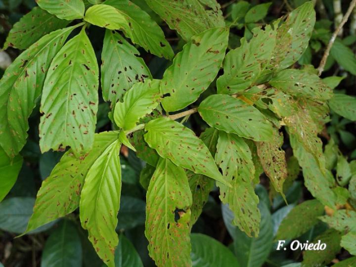 Chomelia tenuiflora (Malacaguite)