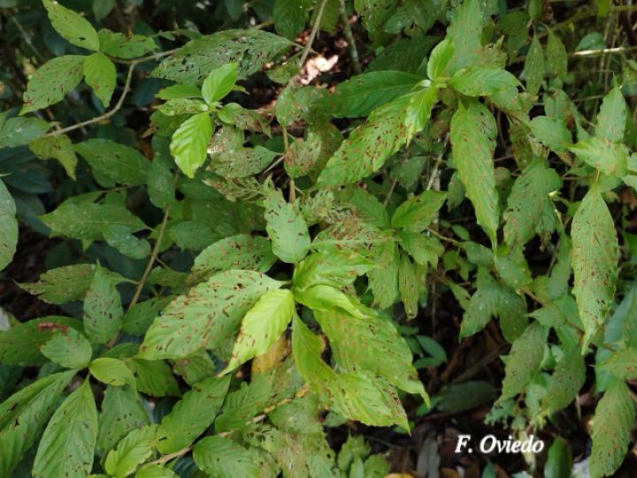 Chomelia tenuiflora (Malacaguite)