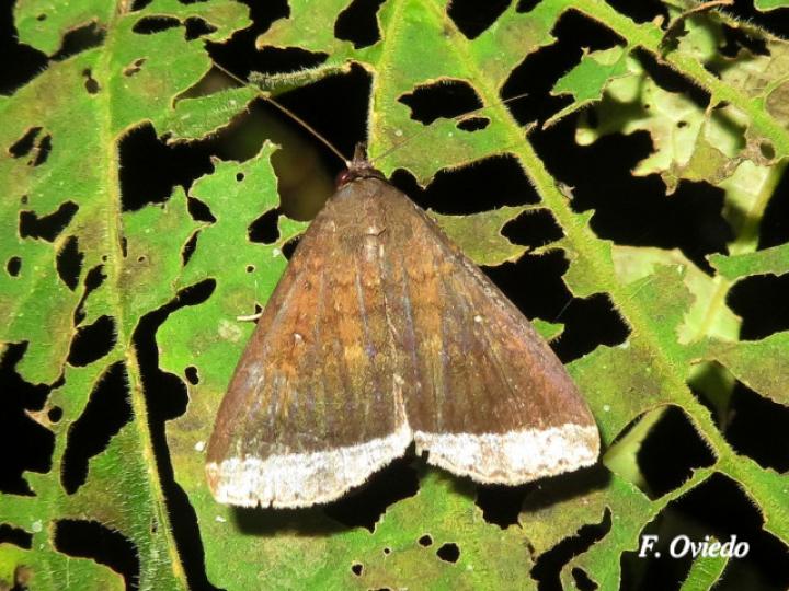 Coremagnatha orionalis (Polilla de margen plateado)