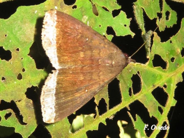 Coremagnatha orionalis (Polilla de margen plateado)