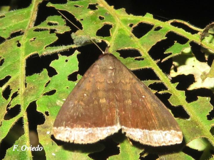 Coremagnatha orionalis (Polilla de margen plateado)
