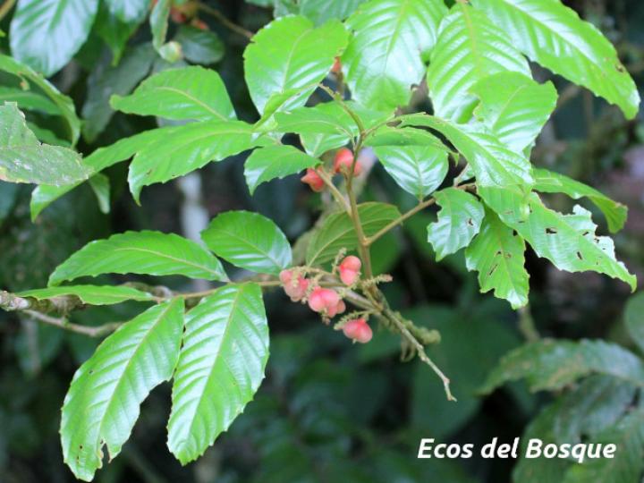 Cupania rufescens (Guavillo)