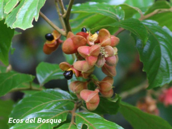 Cupania rufescens (Guavillo)