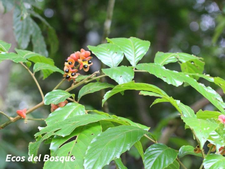 Cupania rufescens (Guavillo)